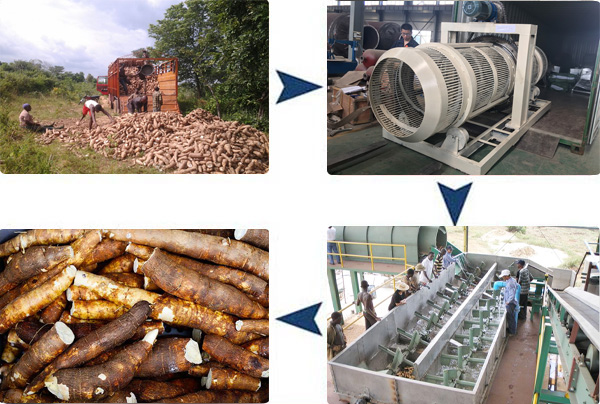 Proceso de extracción de yuca con almidón.